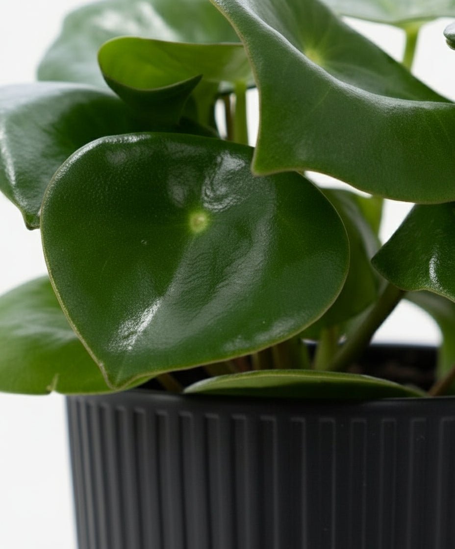 Peperomia Raindrop — Ø12 x H25 cm — Prête à poser — Céramique noire - Verdeia - 2