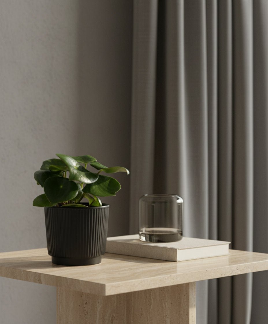 Peperomia Raindrop — Ø12 x H25 cm — Prête à poser — Céramique noire - Verdeia - 3