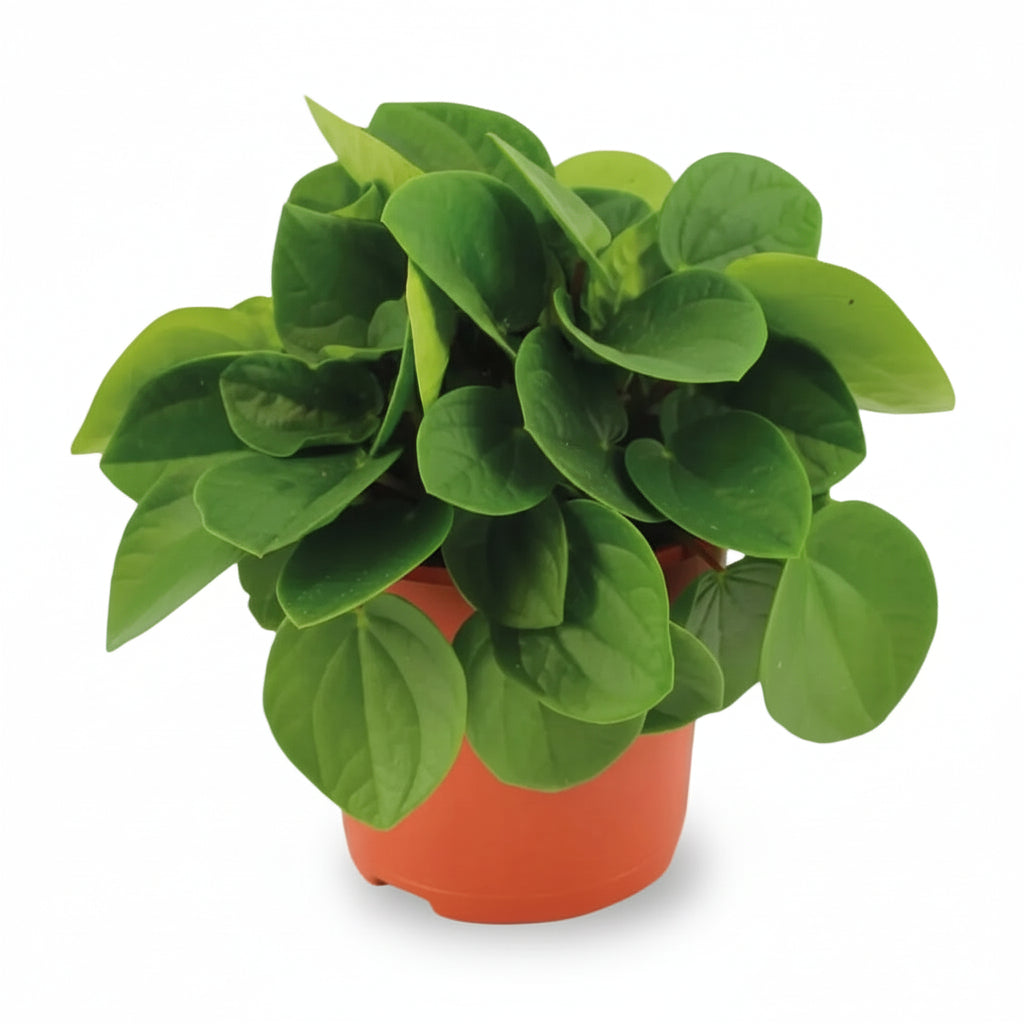 Peperomia Rana Verde — Ø11 cm — H15 cm - Verdeia - 1