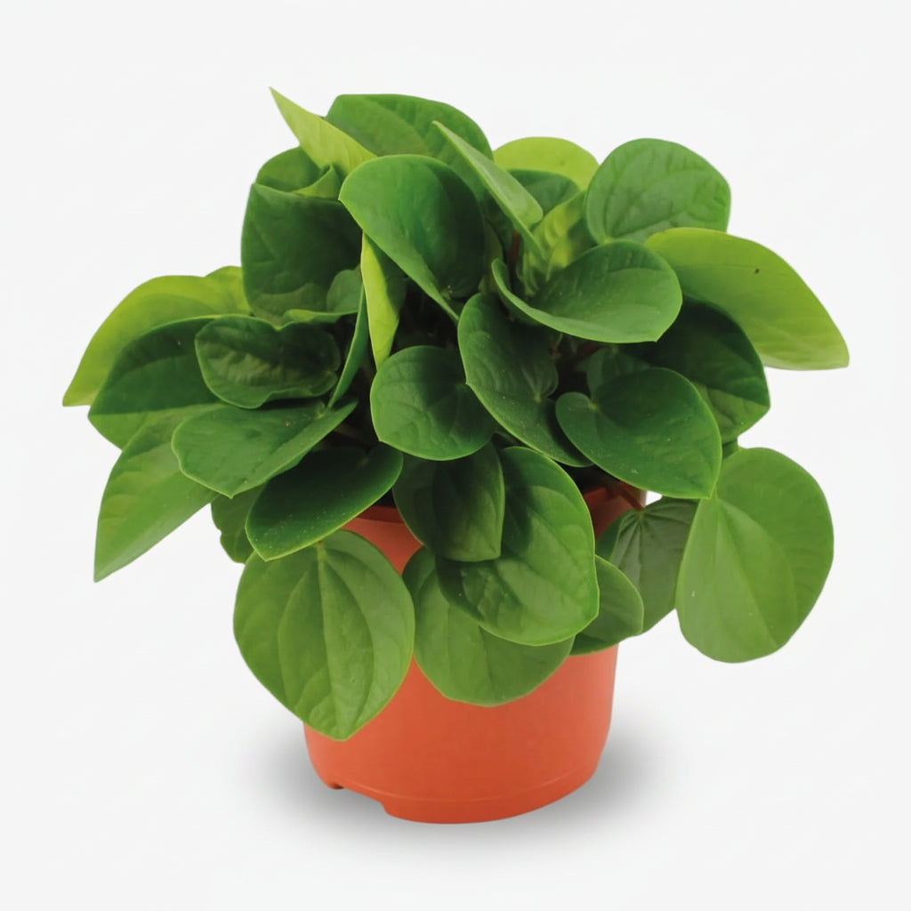 Peperomia Rana Verde — Ø11 cm — H15 cm - Verdeia - 1
