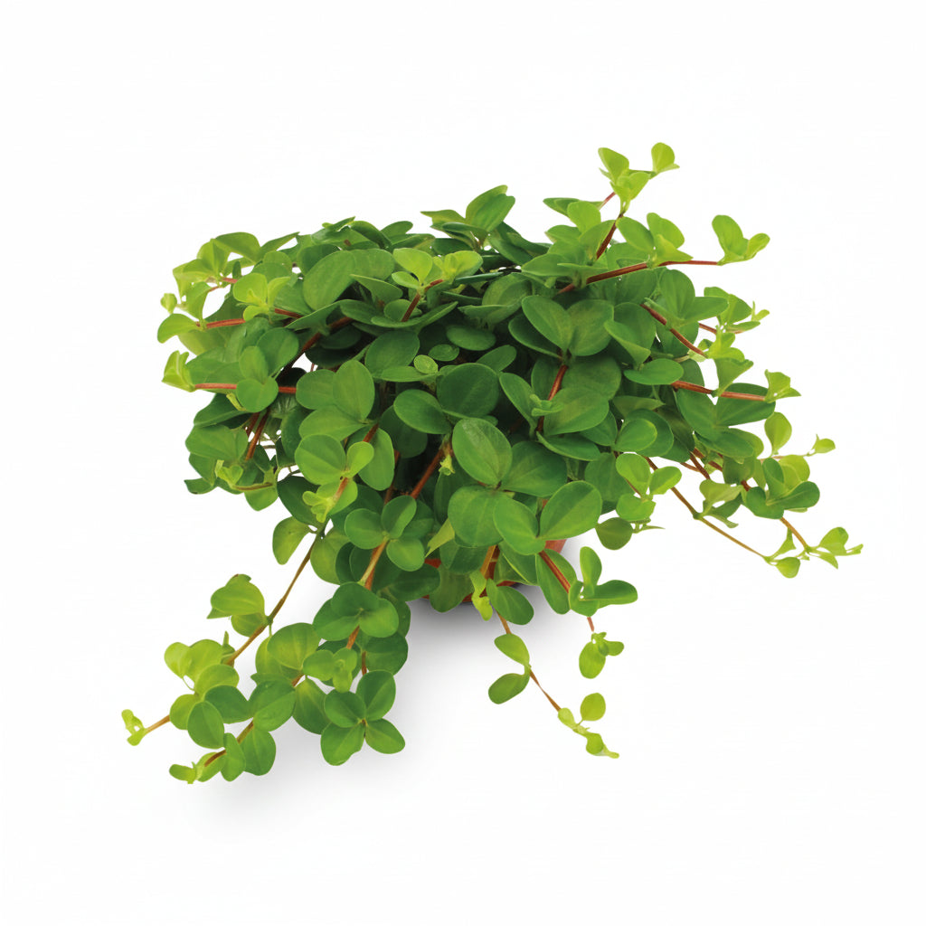 Peperomia Rotundifolia — Planta collar de jade - Verdeia - 1