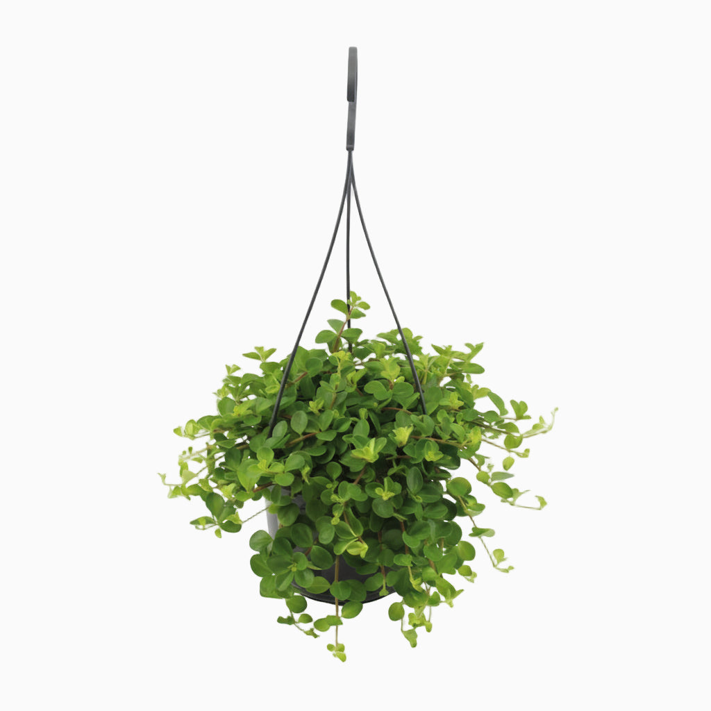 Peperomia Rotundifolia — Planta colar de jade - Verdeia - 6