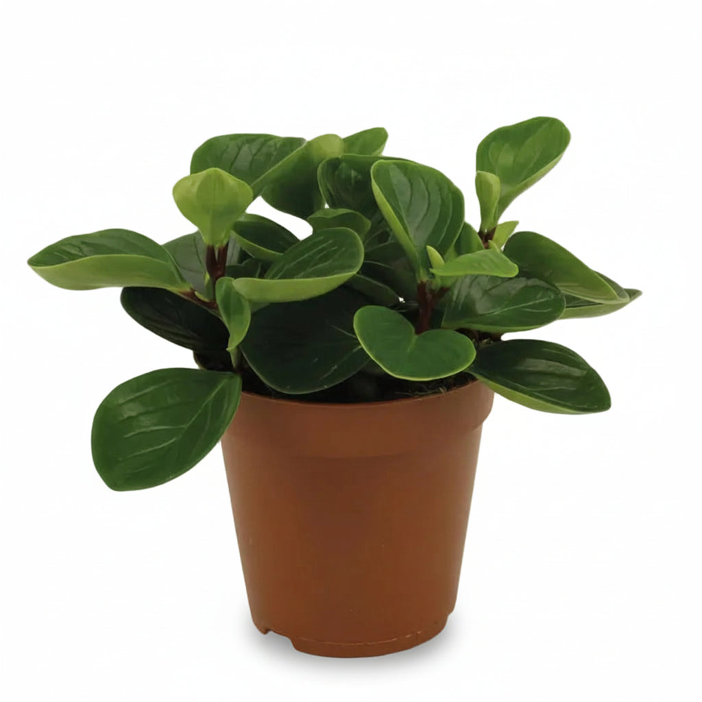 Peperomia Rouge &