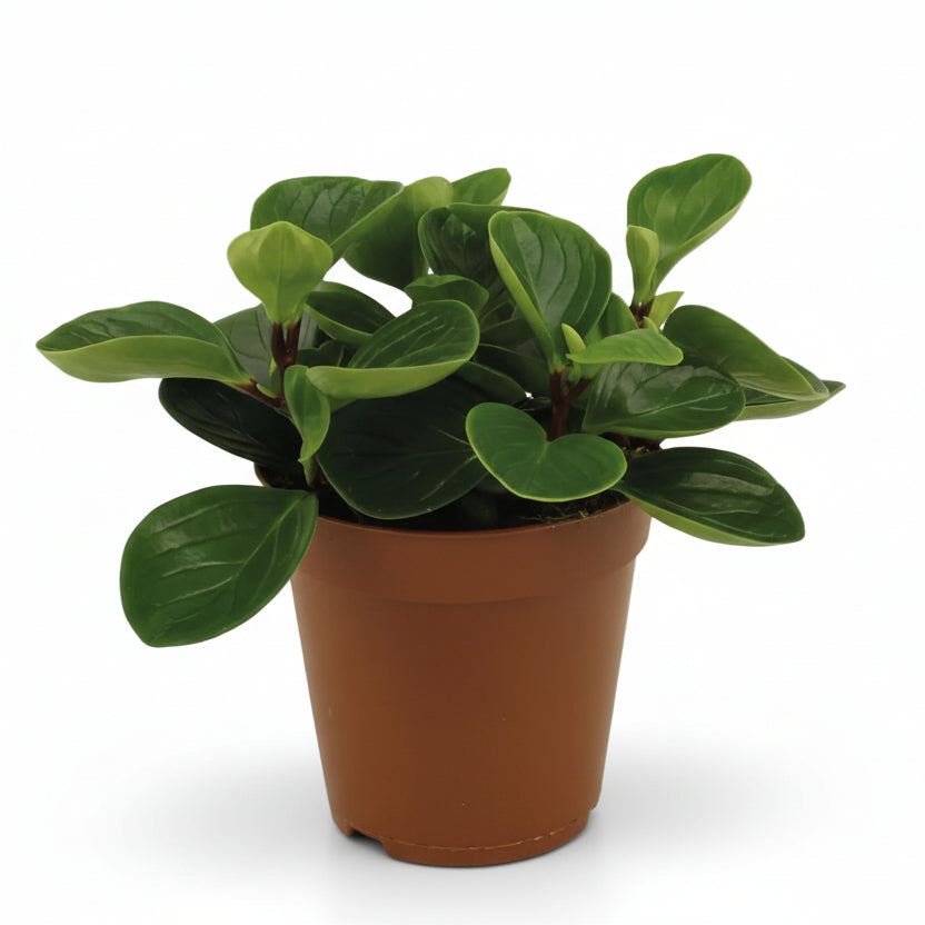 Peperomia Rouge &