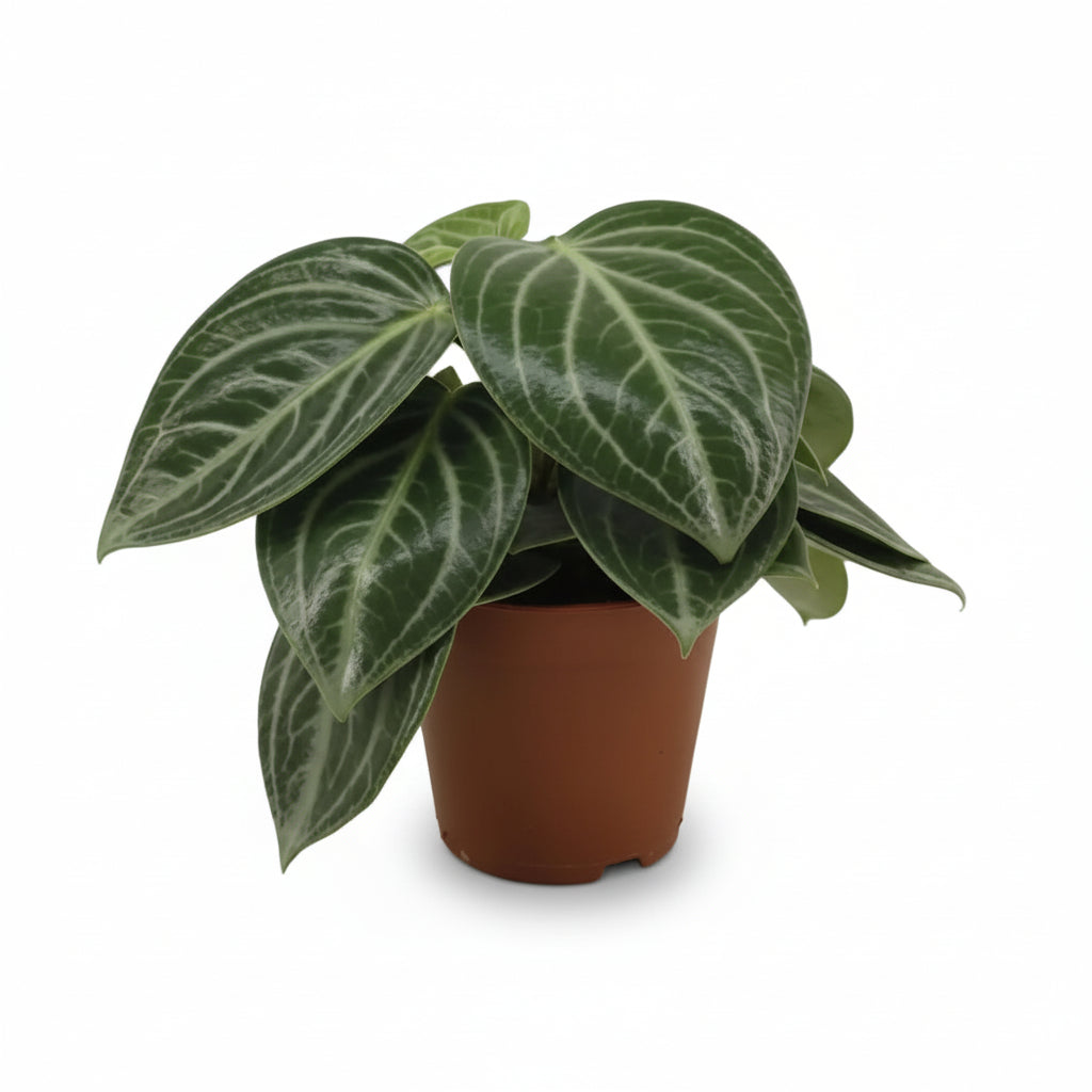 Peperomia sarcophylla con follaje plateado en su maceta de cultivo sobre fondo blanco