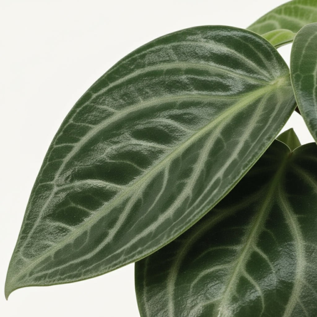 Close-up van een blad van Peperomia sarcophylla met duidelijk zichtbare nerven