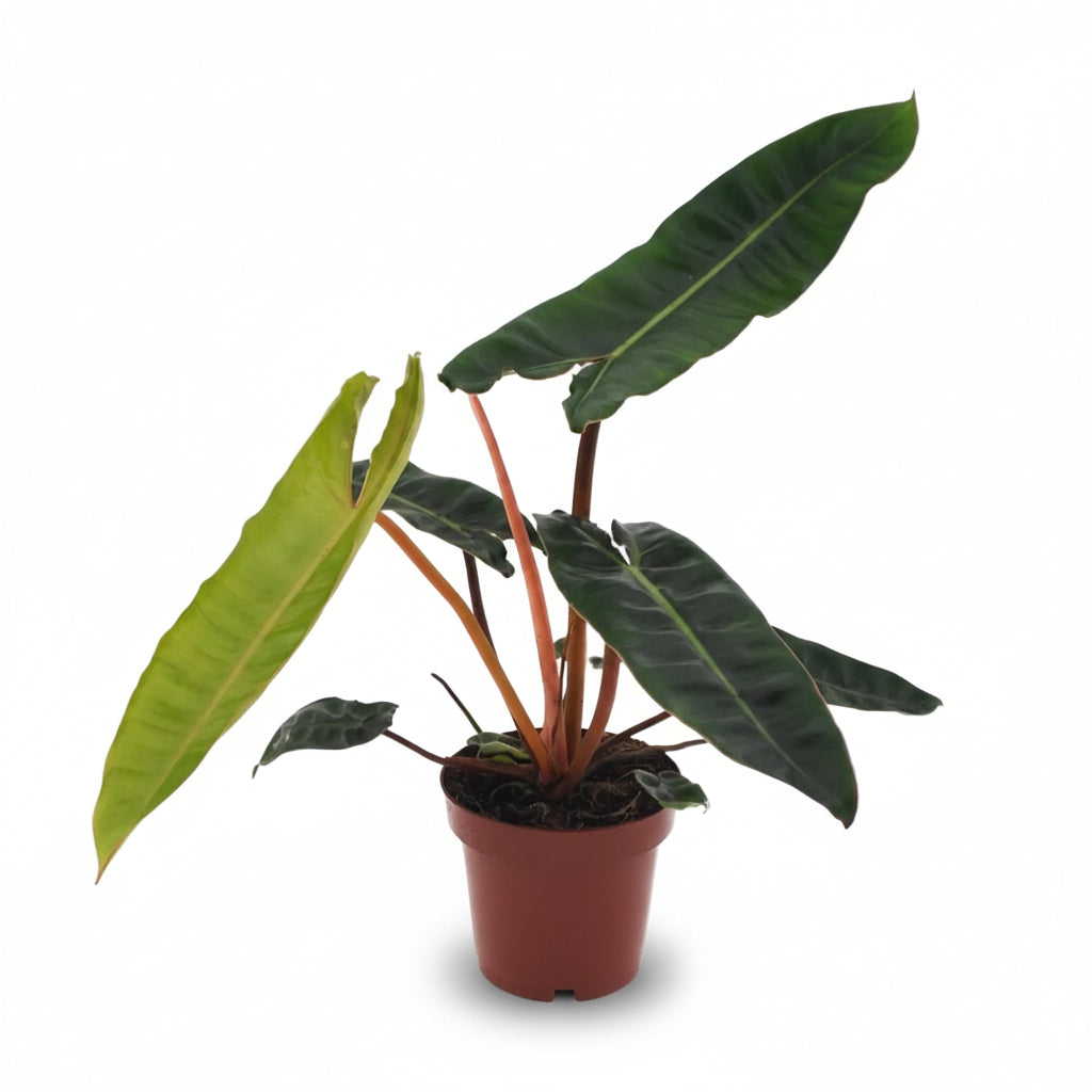 Philodendron Billietiae – Ø12 cm – H25 cm - Verdeia - 1