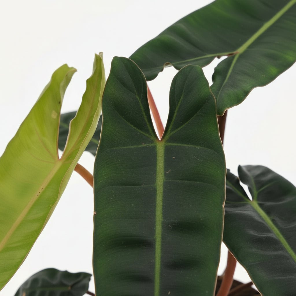 Philodendron Billietiae – Ø12 cm – H25 cm - Verdeia - 2