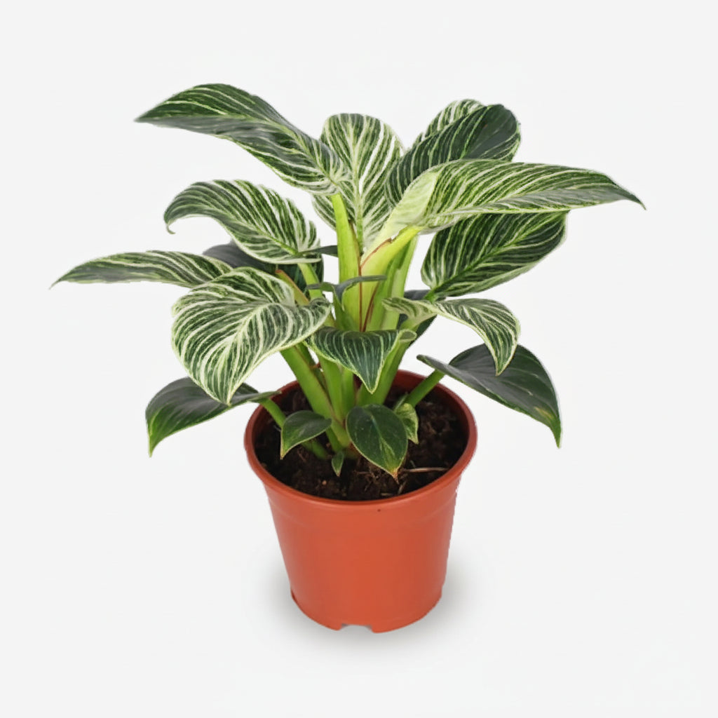 Philodendron Birkin — Ø14 cm — H25 cm - Verdeia - 1
