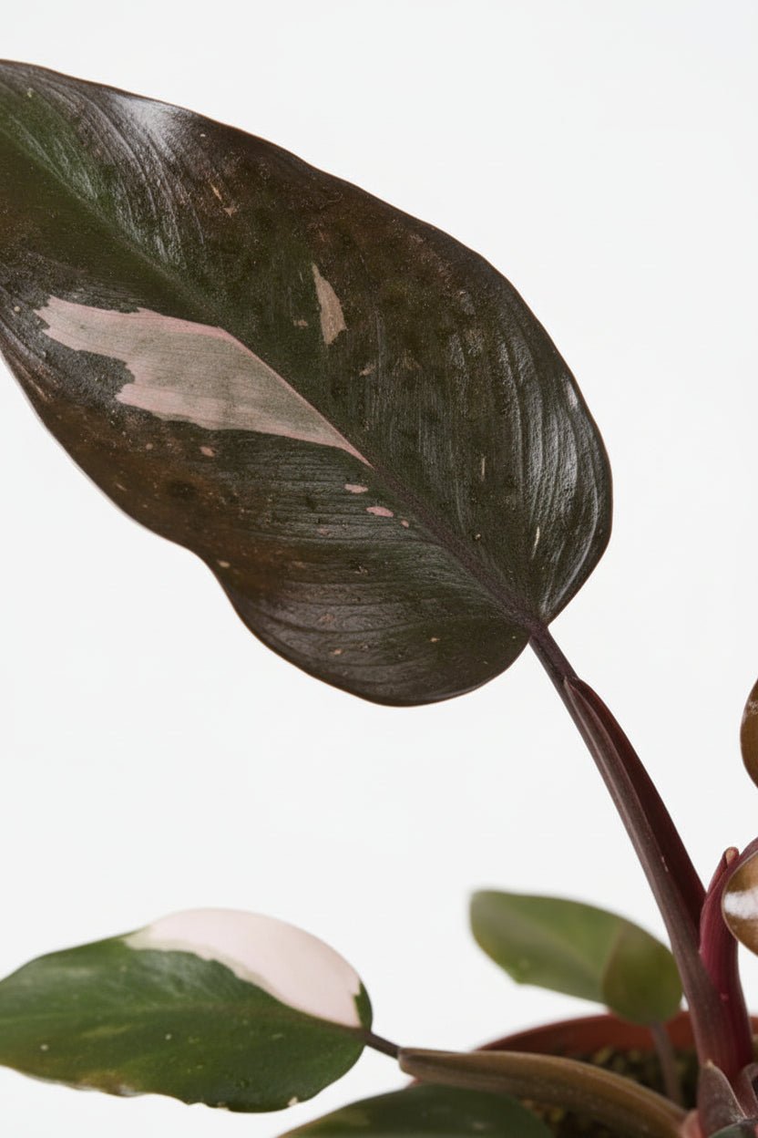 Filodendro Burgundy Princess - H25 cm | Maceta Ø12 cm - Verdeia - 2