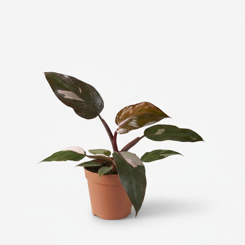 Filodendro Burgundy Princess - H25 cm | Maceta Ø12 cm - Verdeia - 1