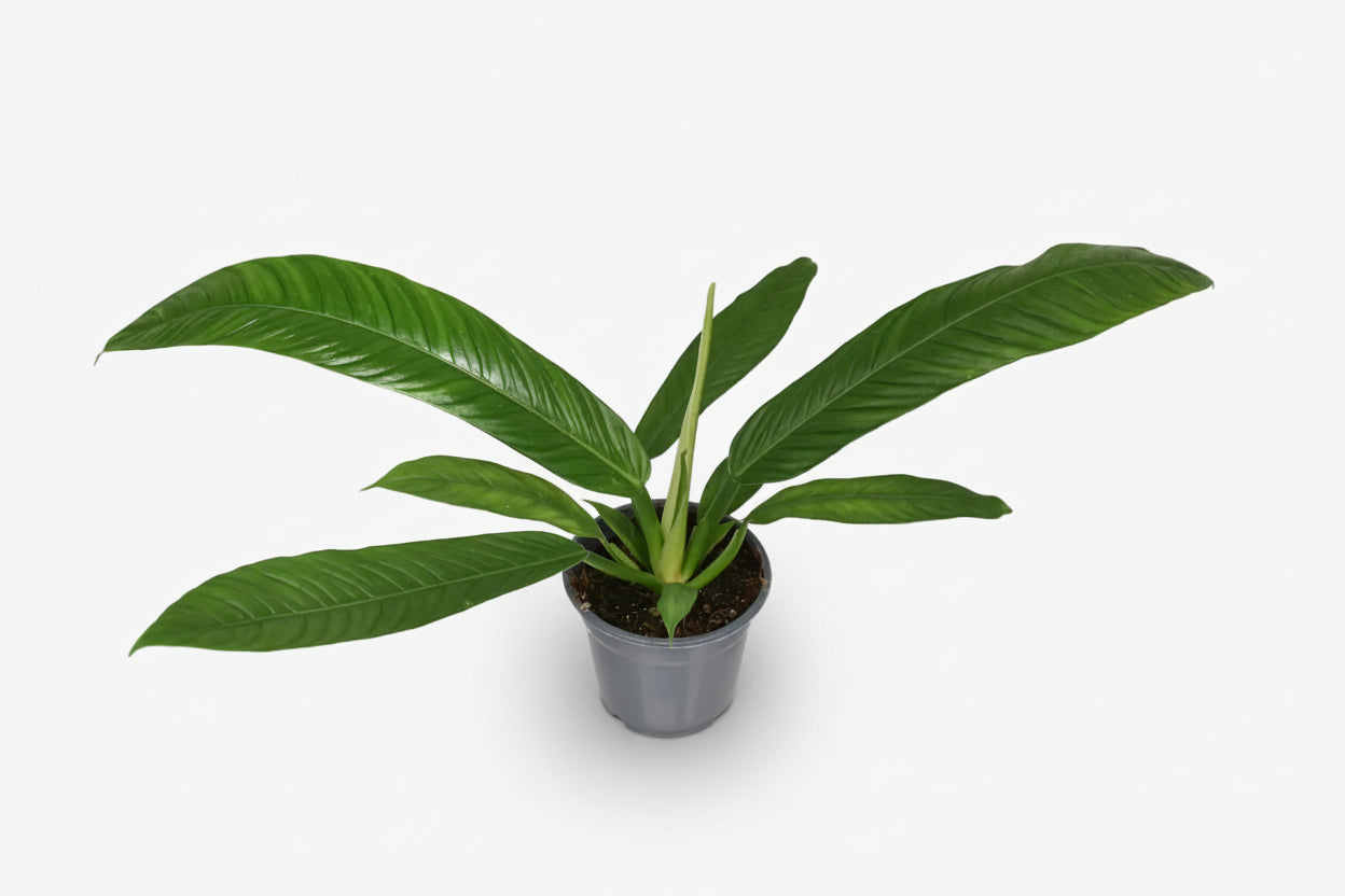 Philodendron Campii — Ø14 cm — H40 cm - Verdeia - 1