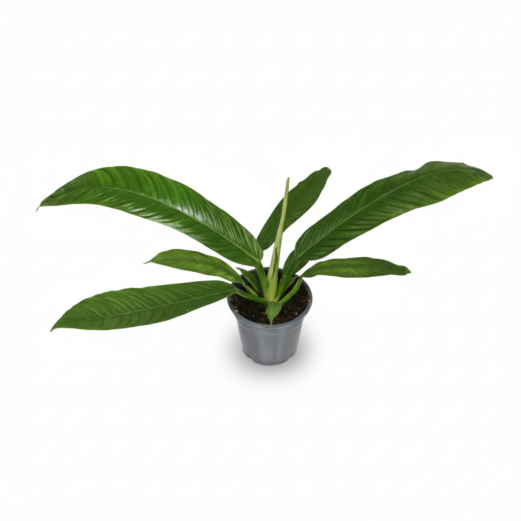 Philodendron Campii — Ø14 cm — H40 cm - Verdeia - 1