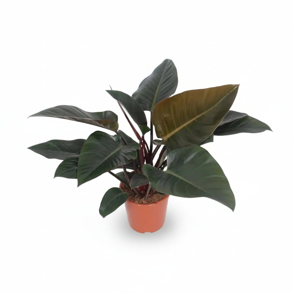 Filodendro Congo Red – Ø27 cm – H80 cm - Verdeia - 1