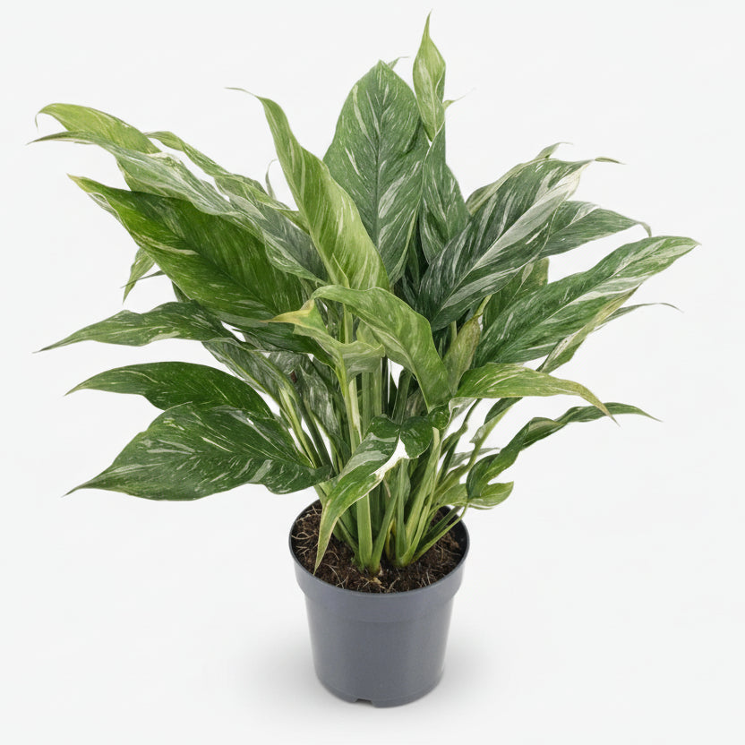 Filodendro Diamond Variegata - Verdeia - 5