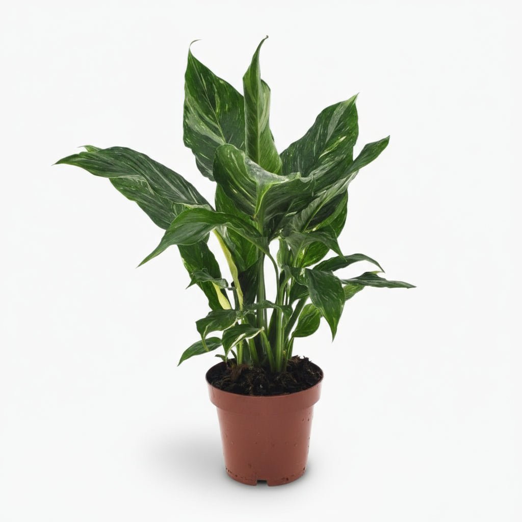 Philodendron Diamond Variegata - Verdeia