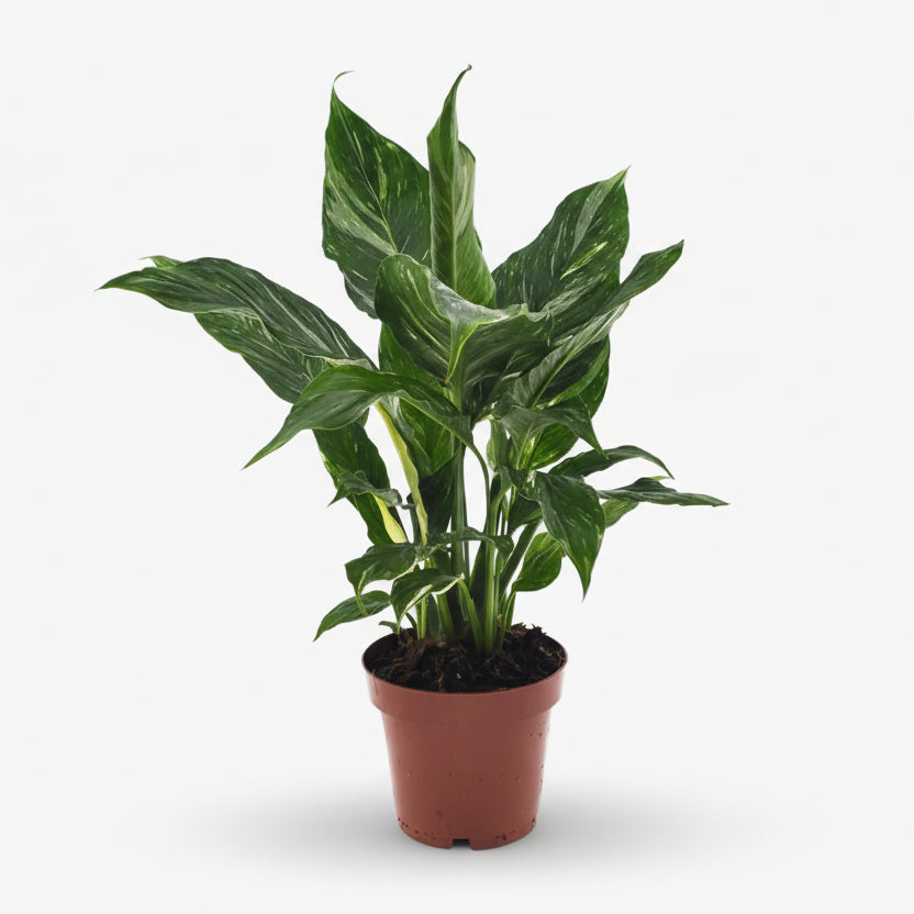 Filodendro Diamond Variegata - Verdeia - 1