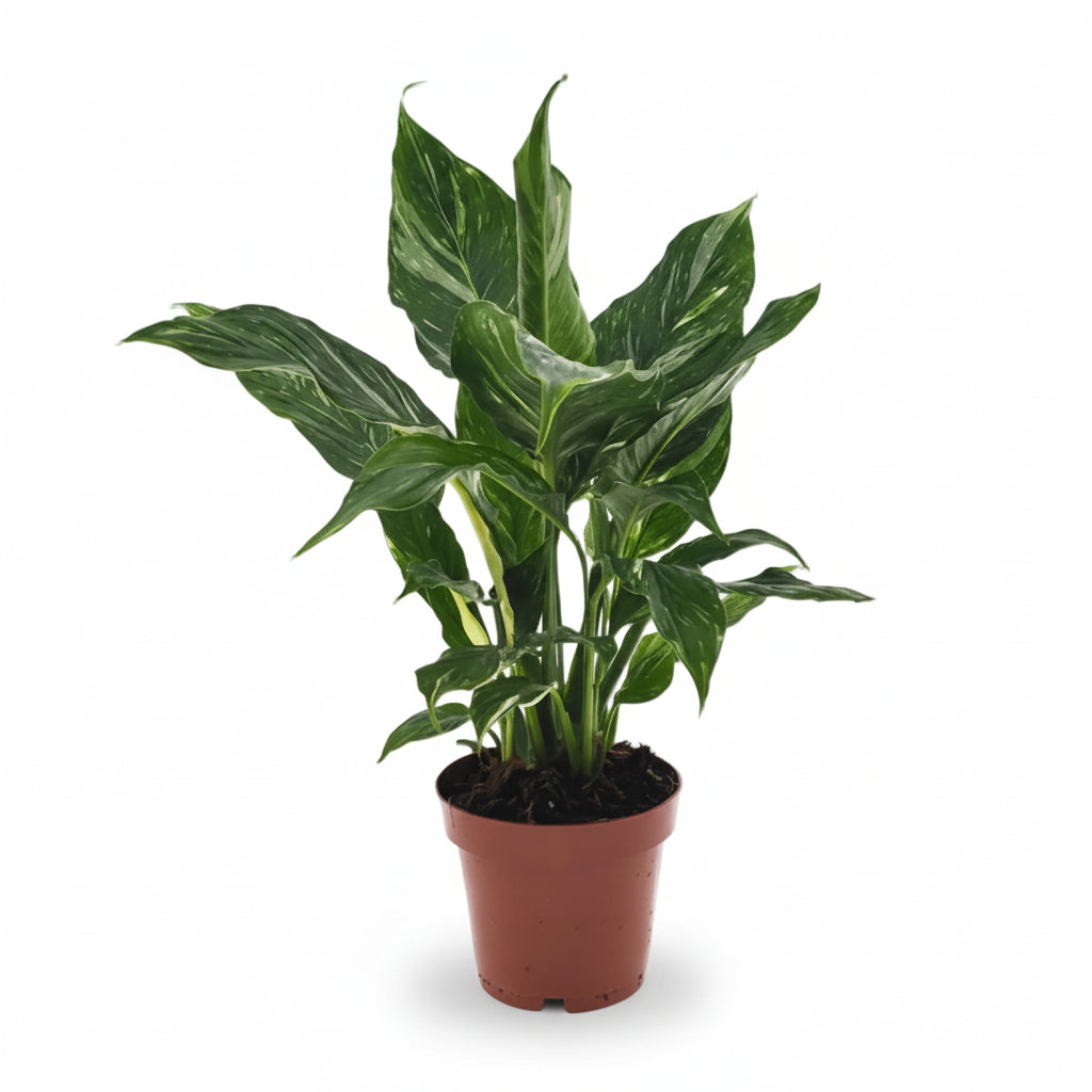 Filodendro Diamond Variegata - Verdeia - 1