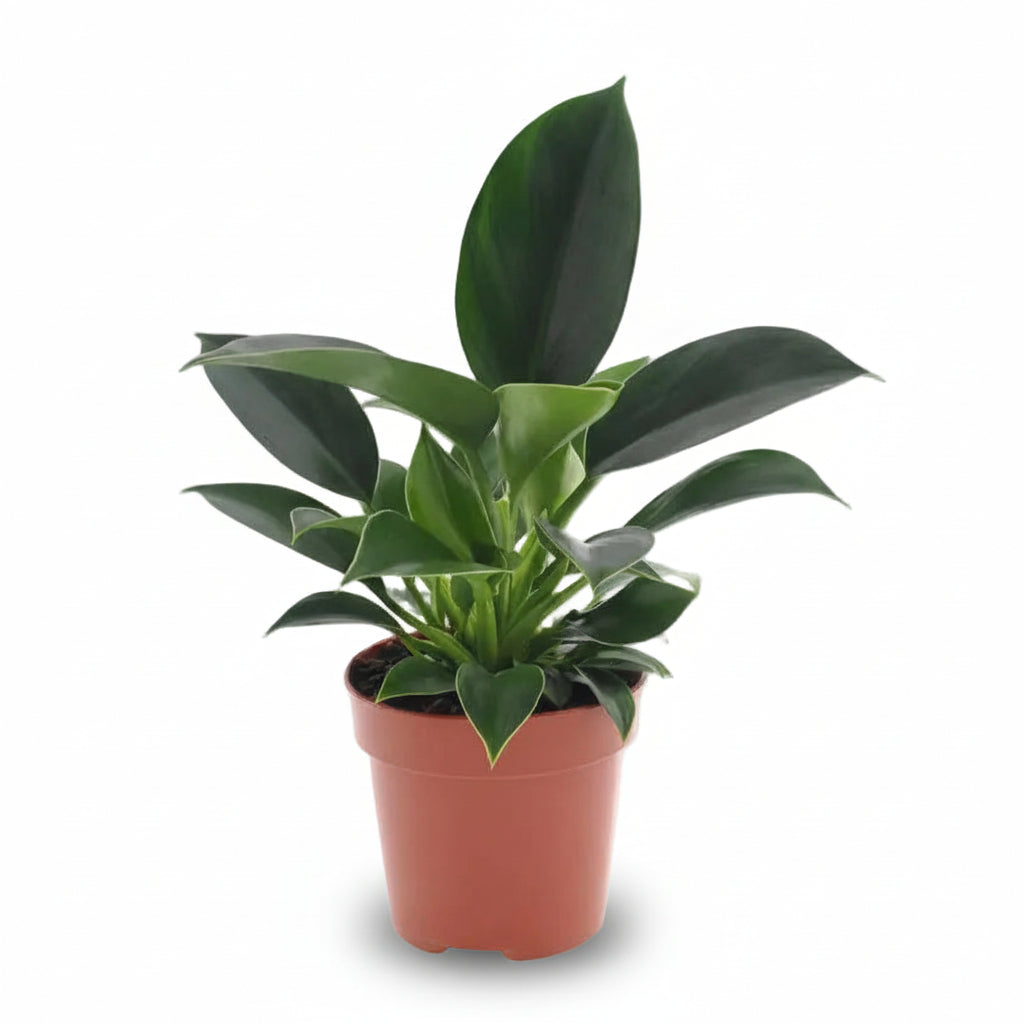 Philodendron Green Princess – Ø12 cm – H25 cm - Verdeia - 1