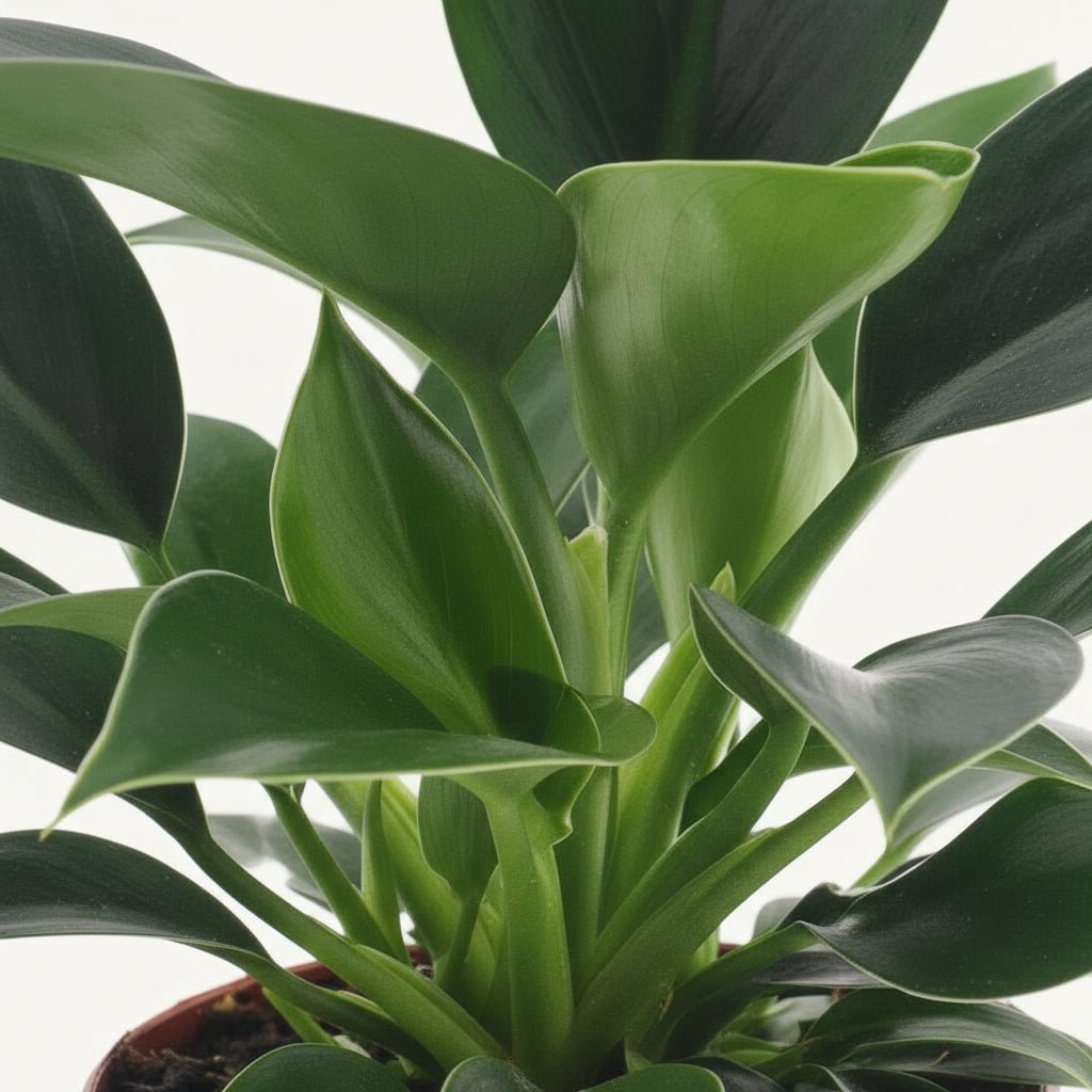 Philodendron Green Princess – Ø12 cm – H25 cm - Verdeia - 2