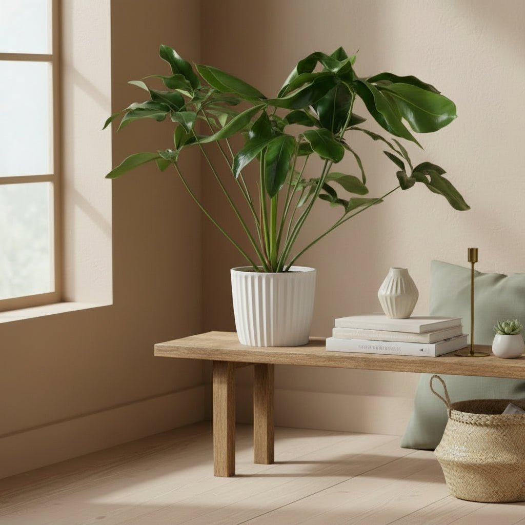 Philodendron Green Wonder – Ø24 cm – H100 cm - Verdeia - 3