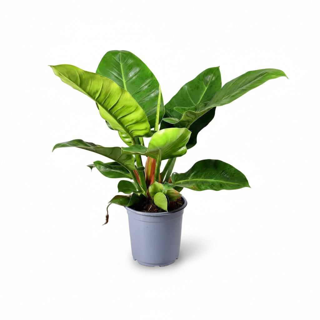 Filodendron Imperial Green — Ø19 cm — V55 cm - Verdeia - 1
