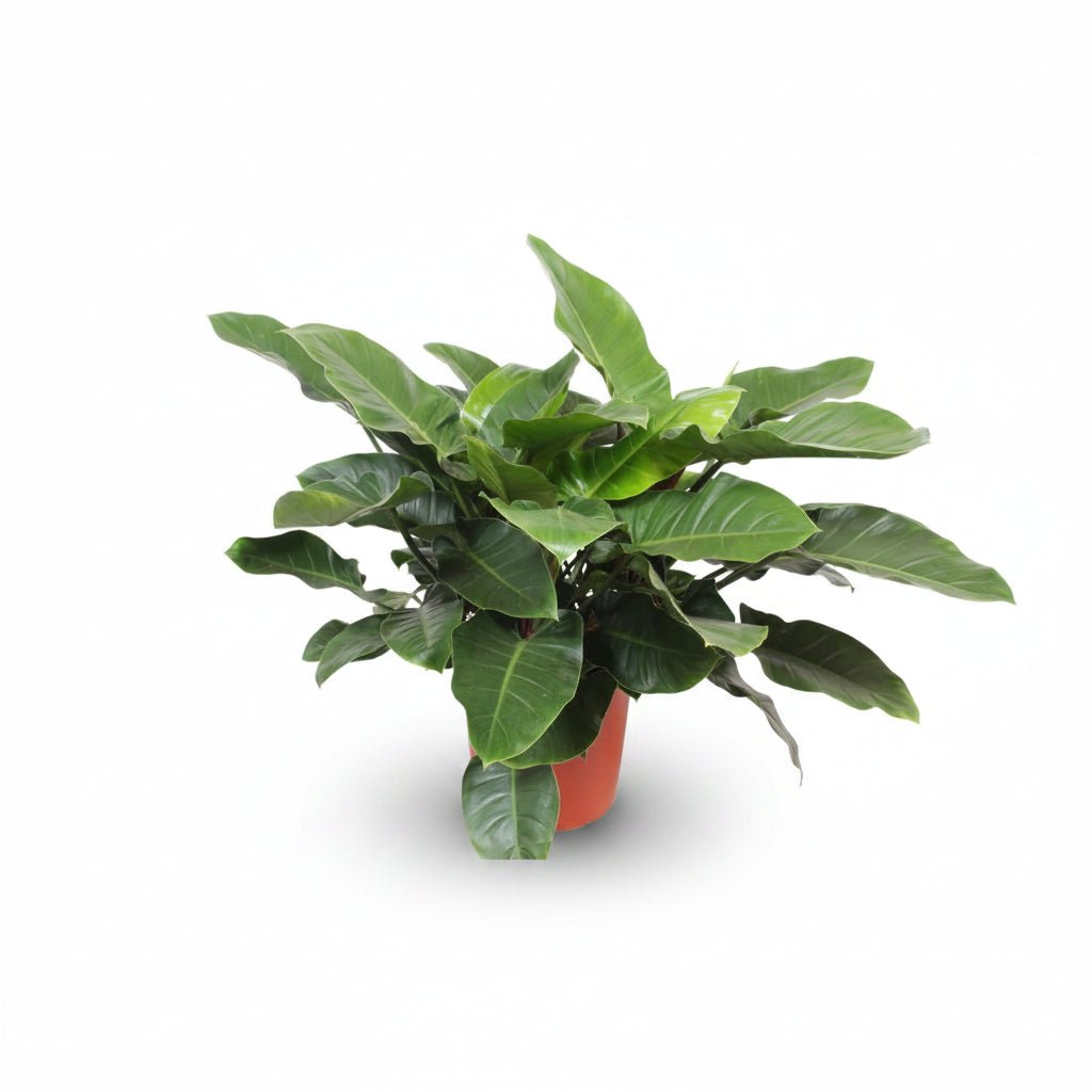 Philodendron &