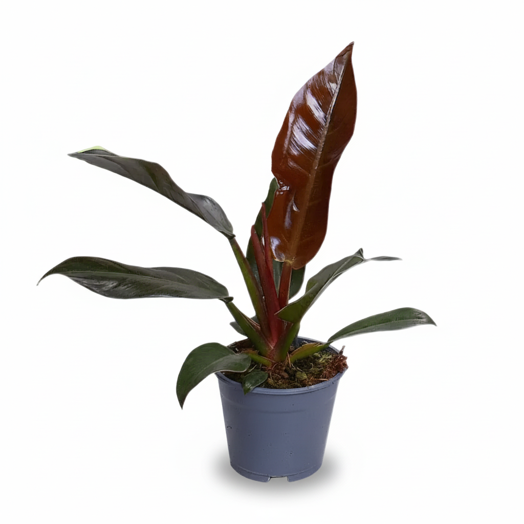 Filodendro Imperial Rojo — Philodendron impérial rouge - Verdeia - 1