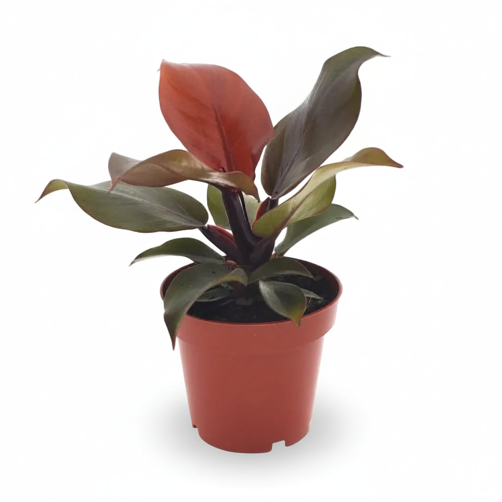 Filodendro Imperial Rojo — Philodendron impérial rouge - Verdeia - 5