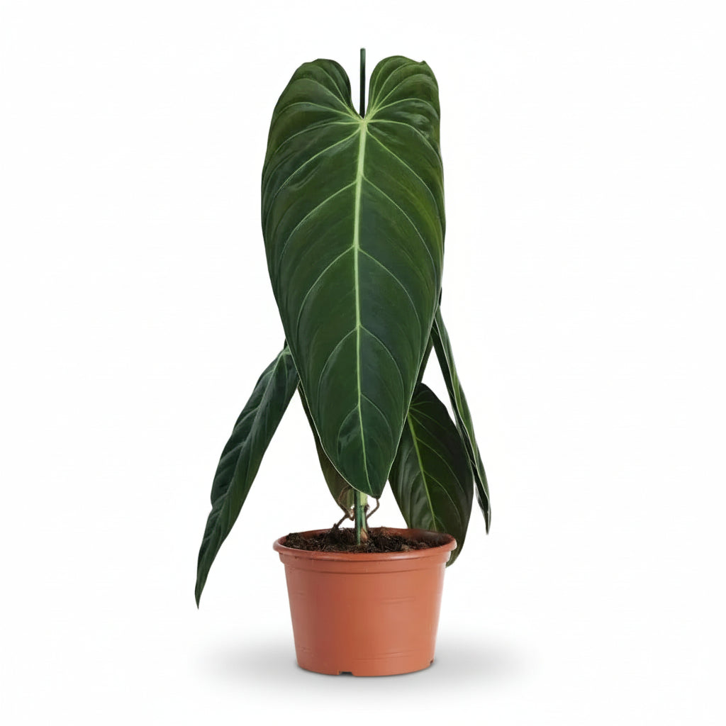 Philodendron Melanochrysum — Ø21 cm — H75 cm - Verdeia - 1