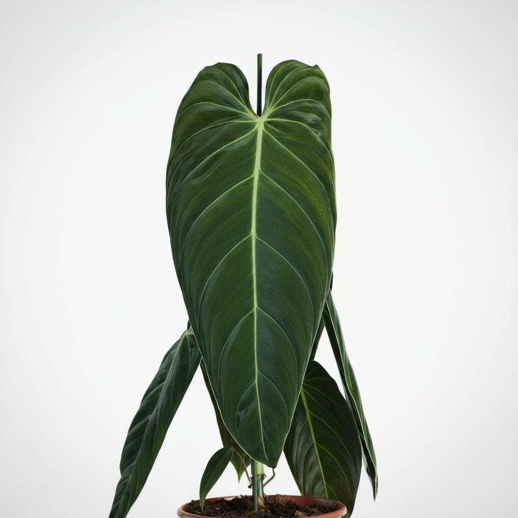 Philodendron melanochrysum — Ø21 cm — H75 cm - Verdeia