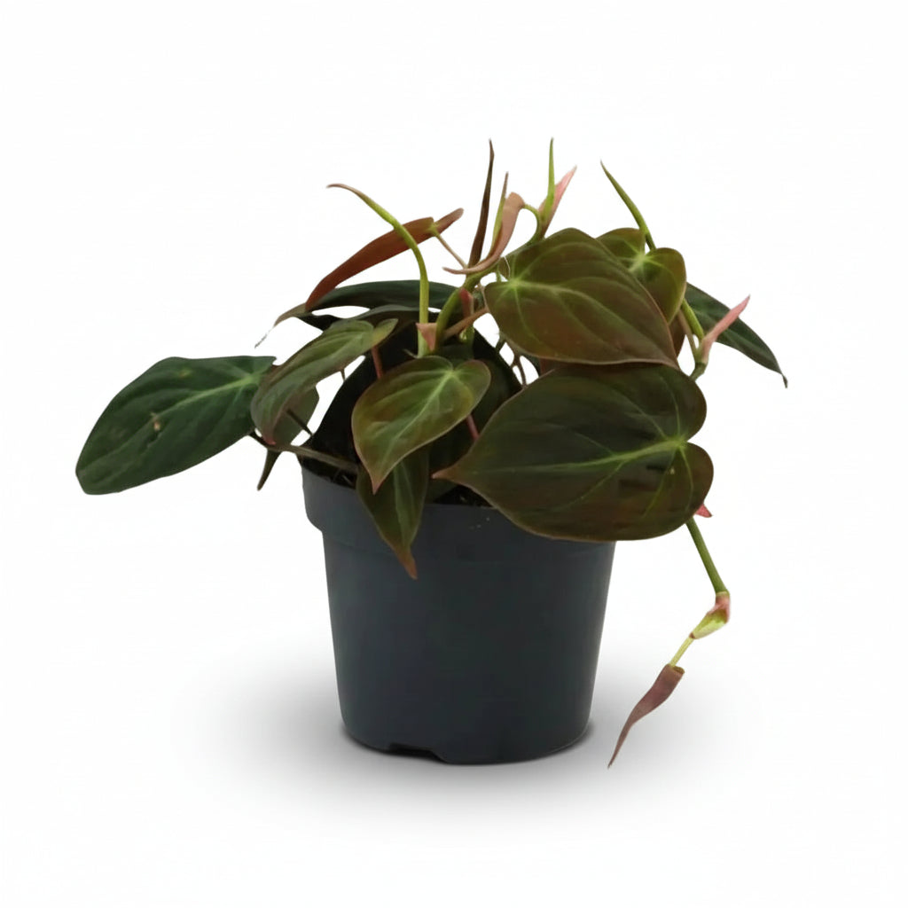 Philodendron Micans — Filodendro terciopelo — Ø12 cm — H15 cm - Verdeia - 1