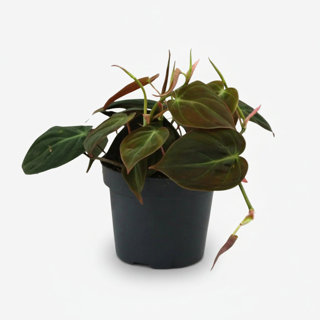 Philodendron Micans — Filodendro terciopelo — Ø12 cm — H15 cm - Verdeia - 1