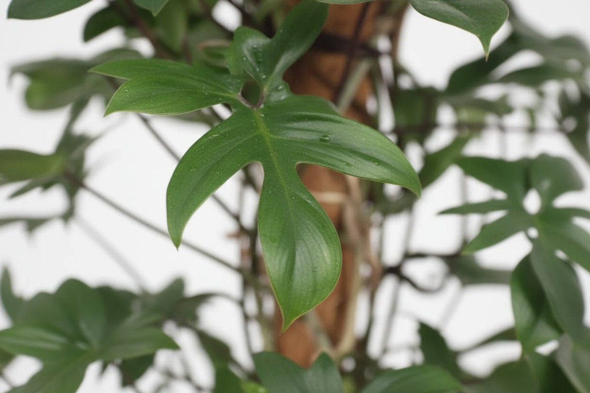 Philodendron Pedatum — Ø27 cm — H130 cm - Verdeia - 2