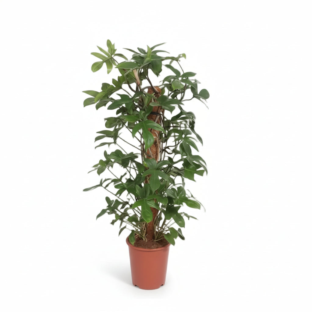 Filodendro Pedatum — Ø27 cm — H130 cm - Verdeia - 1