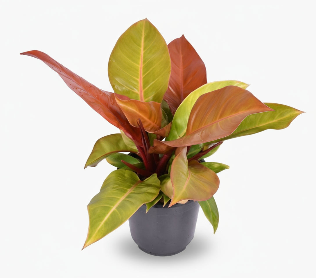 Philodendron ‘Prince of Orange’ – Philodendron orangé - Verdeia