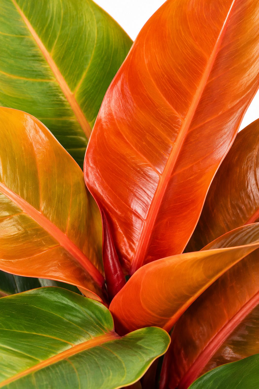 Philodendron &