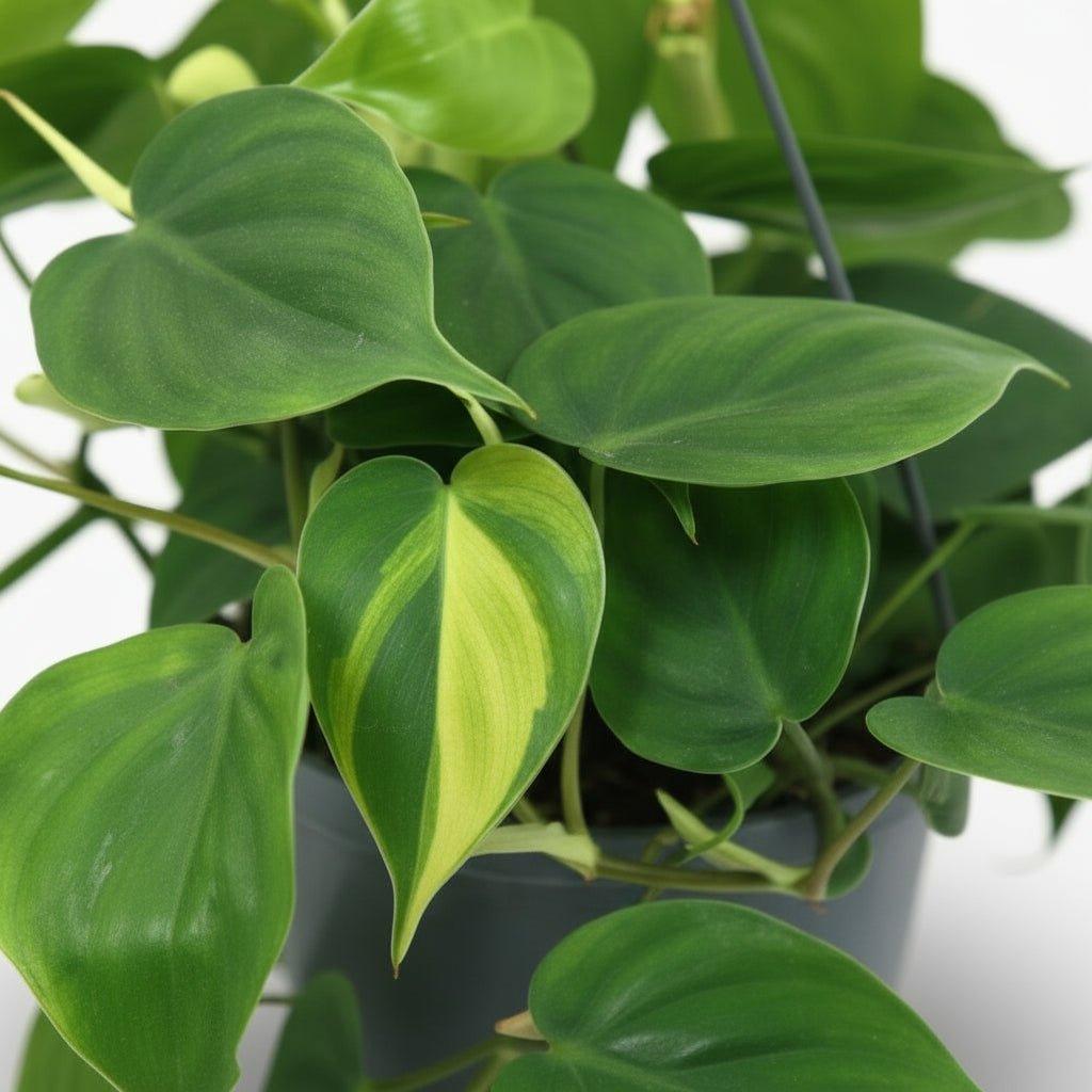 Philodendron Scandens ‘Brasil’ – Enredadera corazón tropical - Verdeia - 2