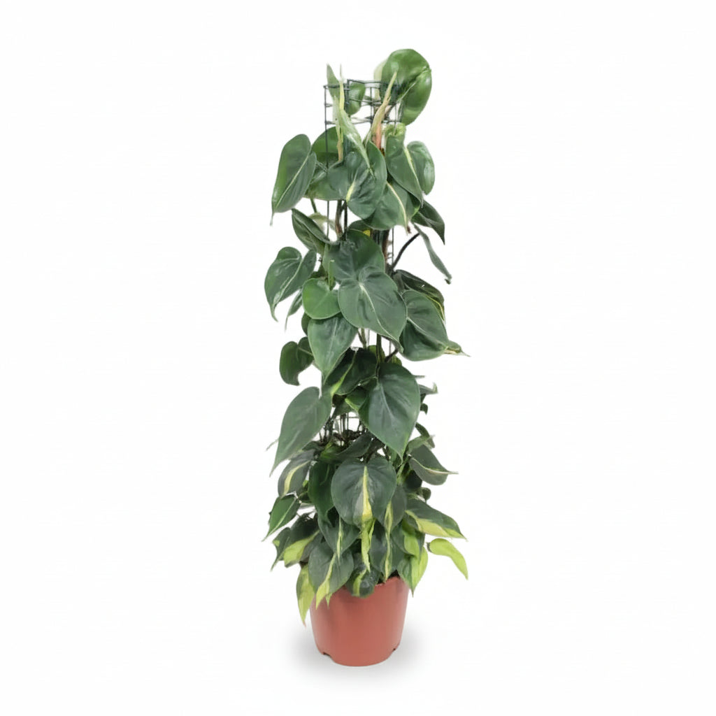 Philodendron Scandens ‘Brasil’ – Tropická srdcovka - Verdeia - 7