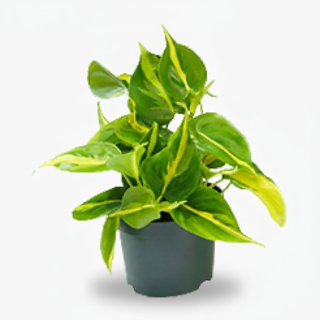 Philodendron Scandens ‘Brasil’ – Liane cœur tropical - Verdeia