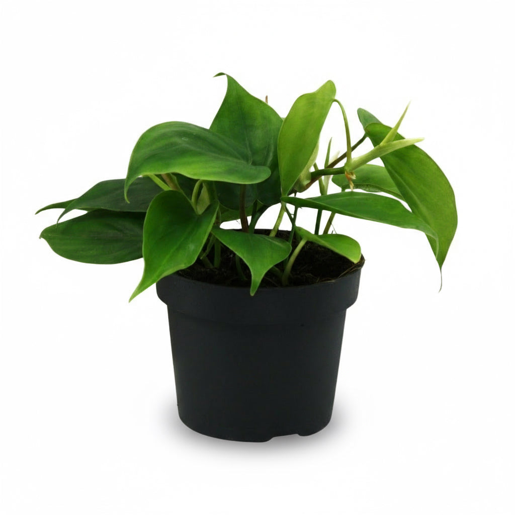 Philodendron scandens – Liane du cœur - Verdeia