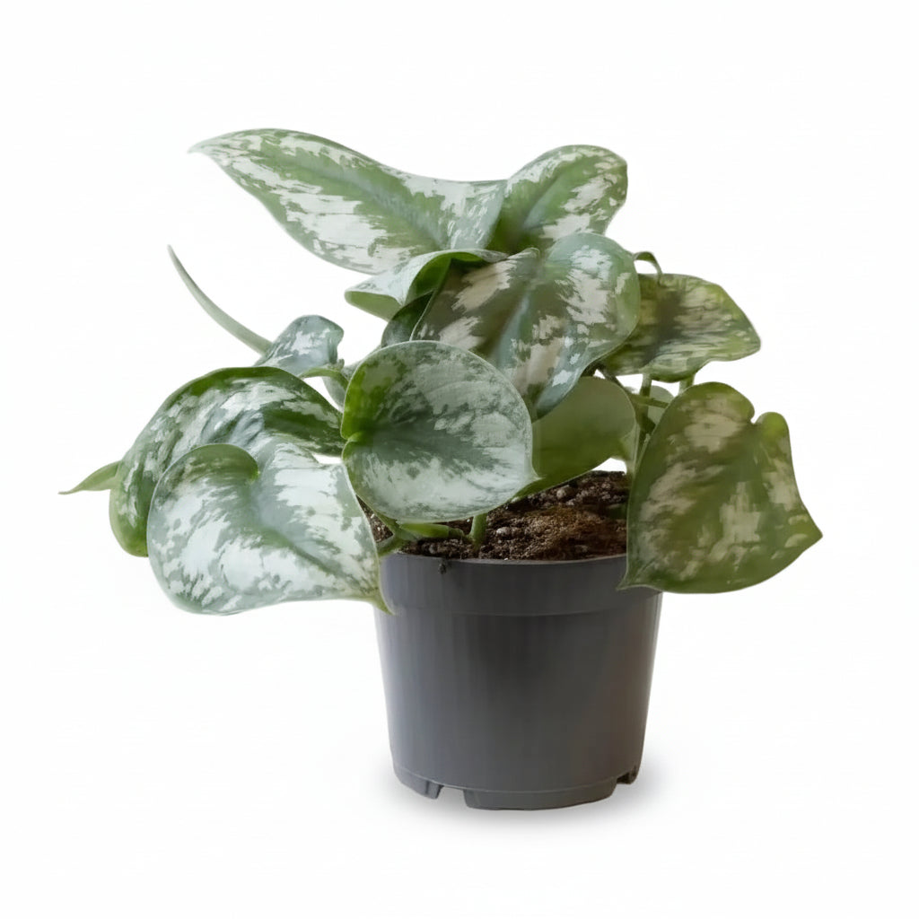 Scindapsus Pictus Trebie — Potos plateado — Ø12 cm — H25 cm - Verdeia - 1