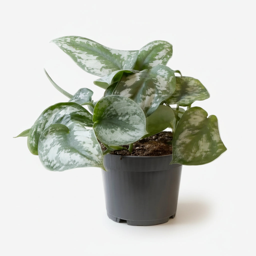 Scindapsus Pictus Trebie — Silver Pothos — Ø12 cm — H25 cm - Verdeia - 1
