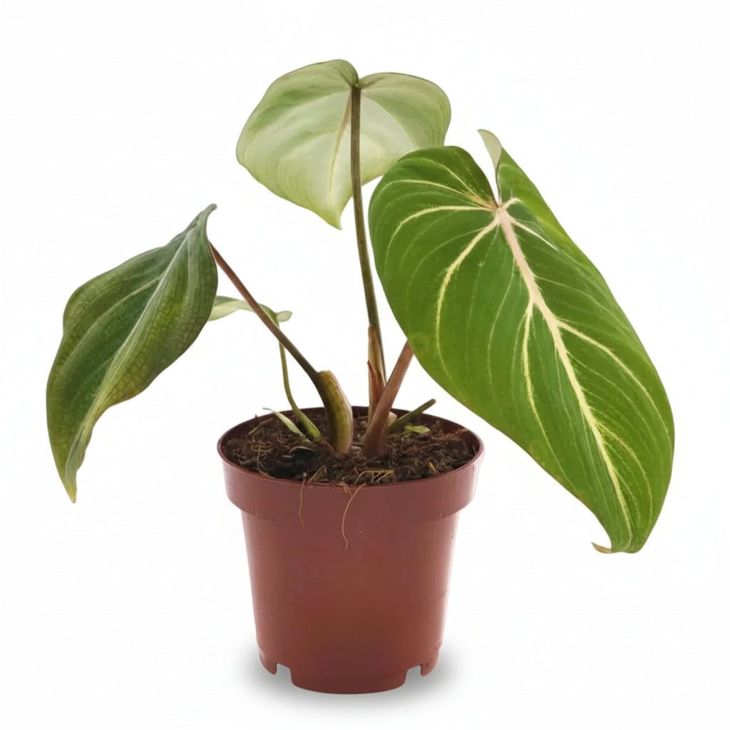 Filodendro Selloum Atom — Ø12 cm — H25 cm - Verdeia - 1