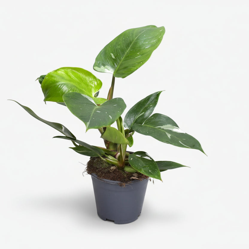 Filodendro White Princess - Verdeia - 7