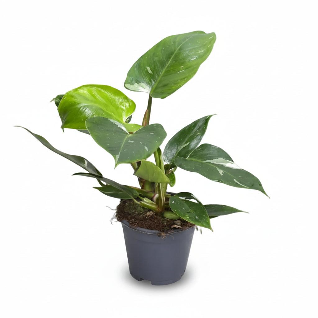 Filodendro White Princess - Verdeia - 7