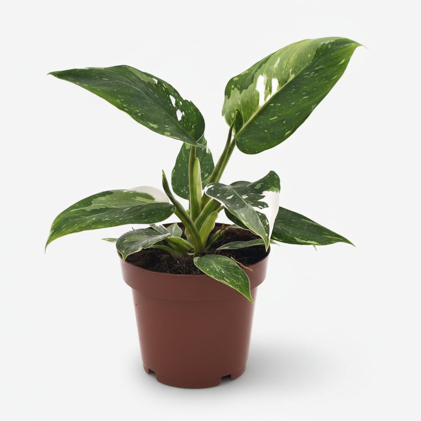 Filodendro White Princess - Verdeia - 4