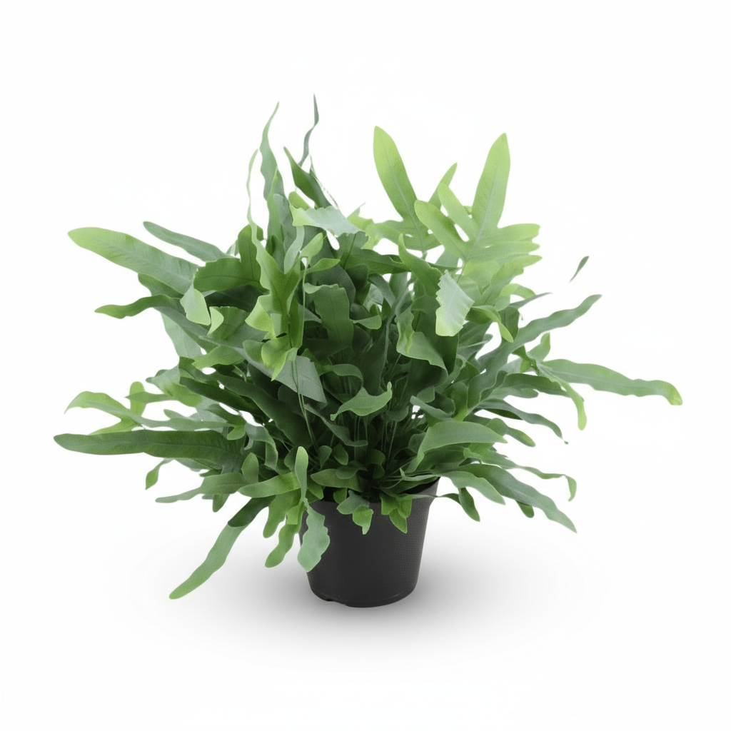 Phlebodium aureum ‘Blue Star’ – Fougère bleue tropicale - Verdeia
