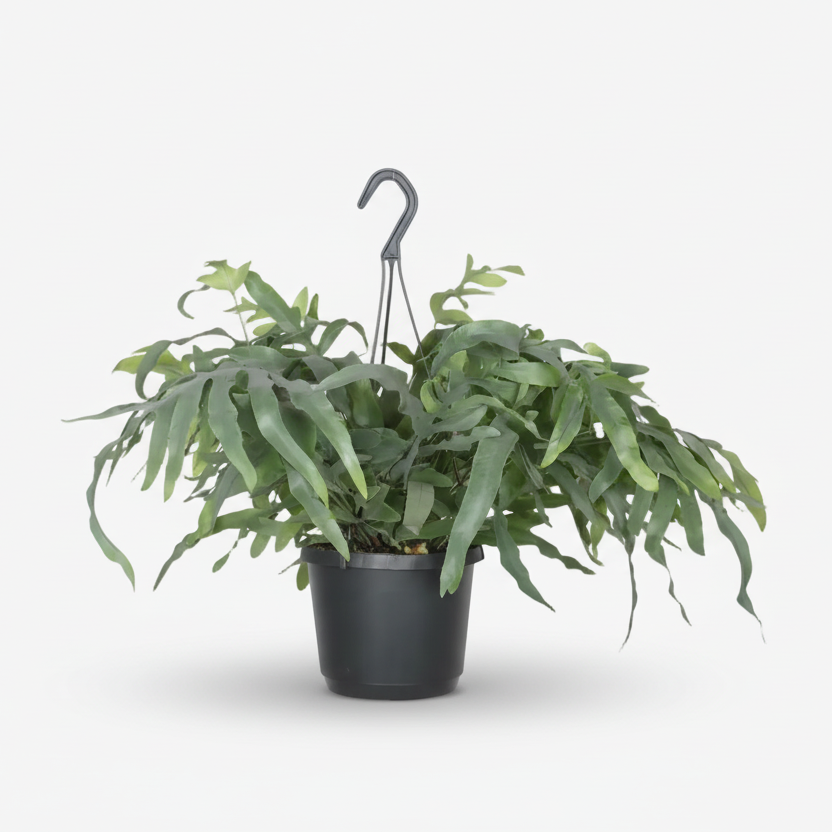 Phlebodium Aureum &
