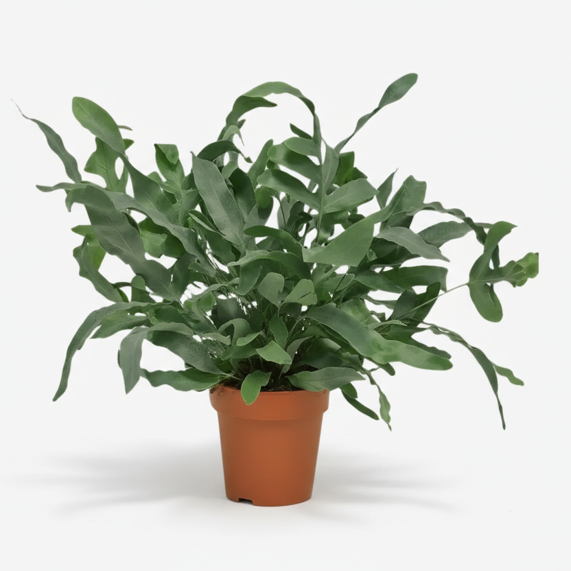 Phlebodium Aureum &
